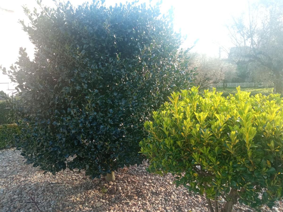 סייה Azevinho Guest House מראה חיצוני תמונה