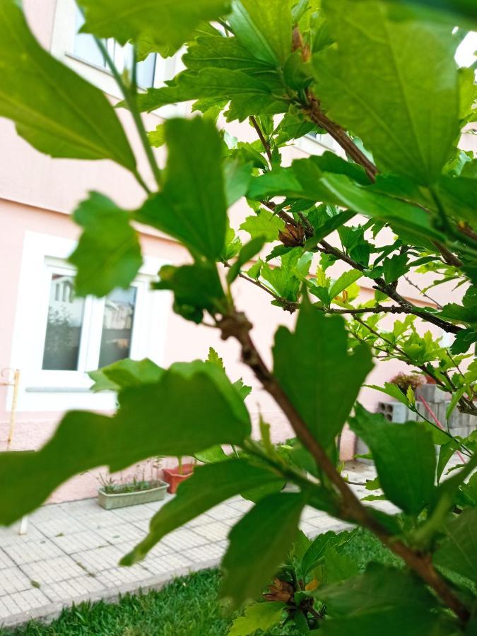 סייה Azevinho Guest House מראה חיצוני תמונה